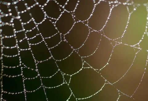 Morning dew on spiderweb Stock Photos
