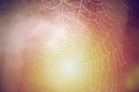 Morning dew on spiderweb Stock Photos