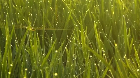 Morning dew on spring grass Stock Footage 166359155