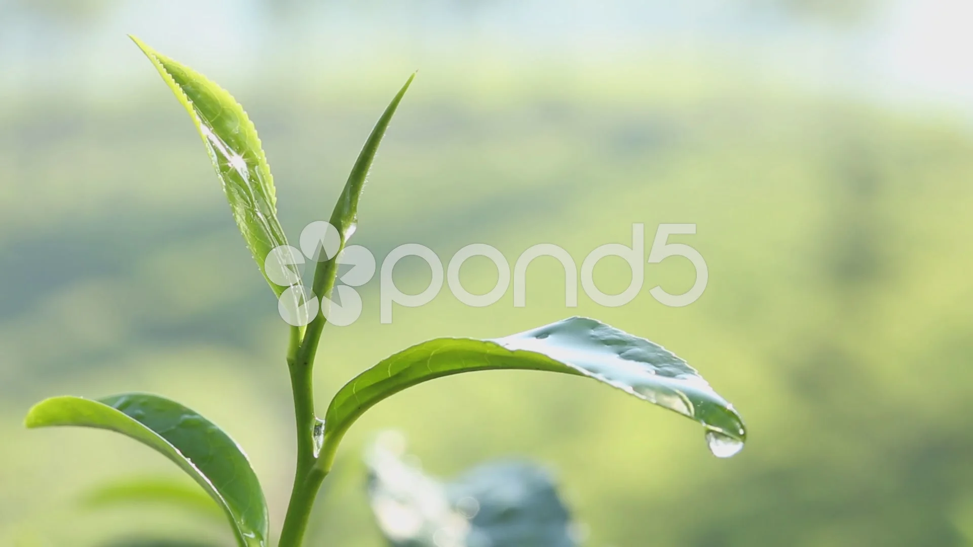 Morning Dew On Tea Leaves (10) | Stock Video | Pond5