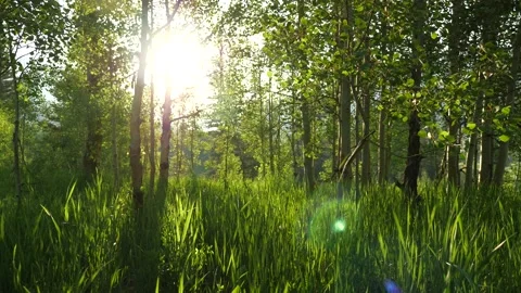 Morning Dew through the Aspens Stock Footage 146203343
