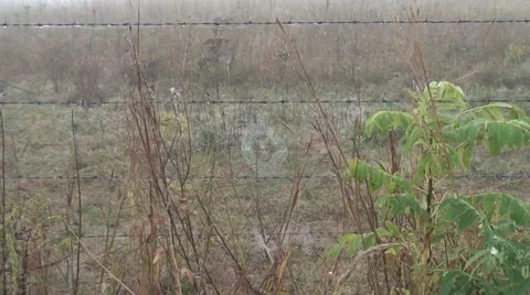 Morning Dew on Web 스톡 동영상 62960938