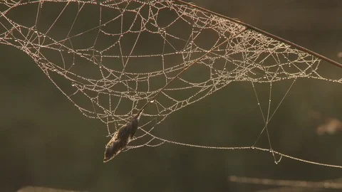 Morning dew on web Stock Footage 106388749