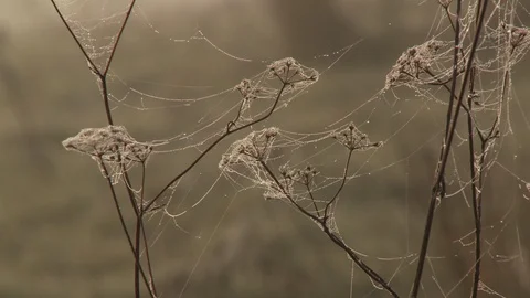 Morning dew on web Stock Footage 106388844