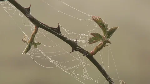 Morning dew on web Stock Footage 106388870