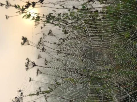 The morning dew on the web Foto stock
