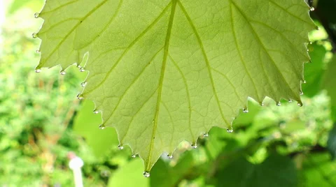 Morning dew on a wine leaf Stock Footage 51782891