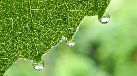 Morning dew on a wine leaf Video stock 51783824