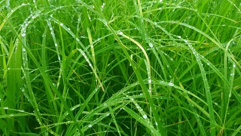 Morning dewdrops on the grass Stock Footage 110199848
