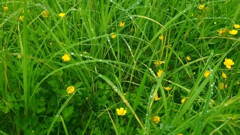 Morning dewdrops on the grass Stock Footage 110199894