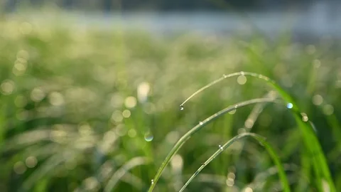 Morning dewdrops on a grass Видео 246701144