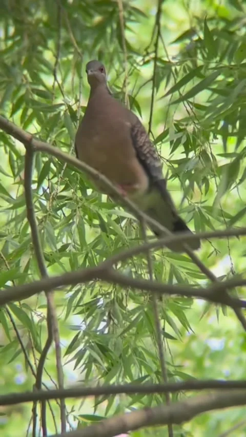 Morning dove perched on tree branches Vídeos de archivo 335661473