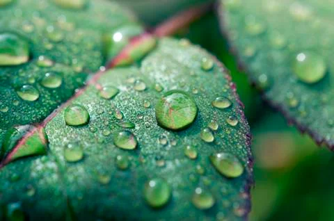 Morning drop Stock Photos