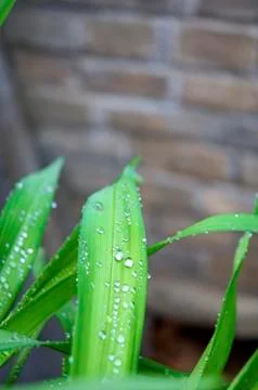 Morning drops on green leaves Stock Photos