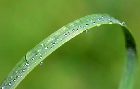 Morning drops Stock Photos