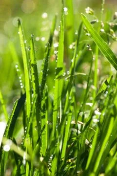 Morning drops Foto stock