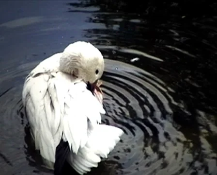 Morning of duck Stock Footage 8833272