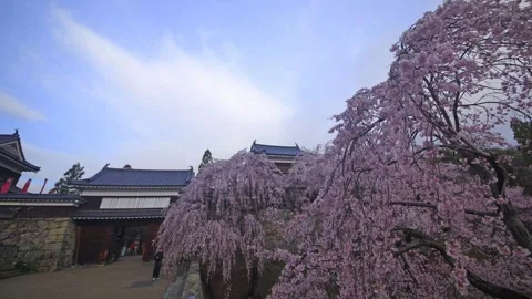 Morning at the Eastern Tiger Gate Tower with Cherry Blossoms in the Sunlight Stock Footage 333165863