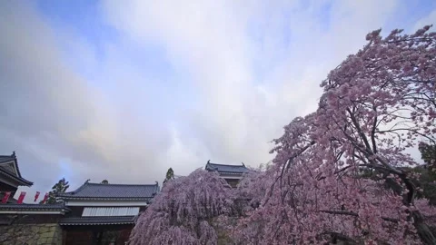Morning at the Eastern Tiger Gate Tower with Cherry Blossoms in the Sunlight Stock Footage 333165865