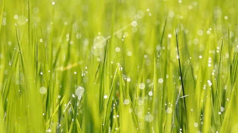 Morning field Stock Footage 78623359