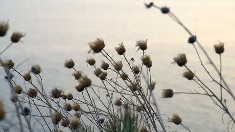 Morning in the field Stock Footage 94139417