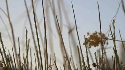 Morning in the field Stock Footage 94139905