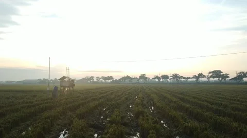 Morning in the fields Stock Footage 135972628