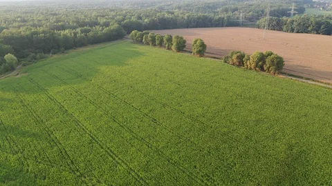 Morning flight over corn field – aerial view by drone Stock Footage 113496085