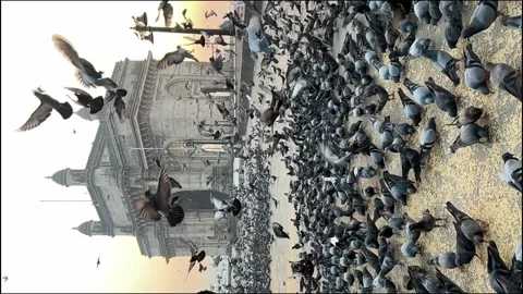 Morning Flight of Pigeons at Gateway of India Video stock 238394853