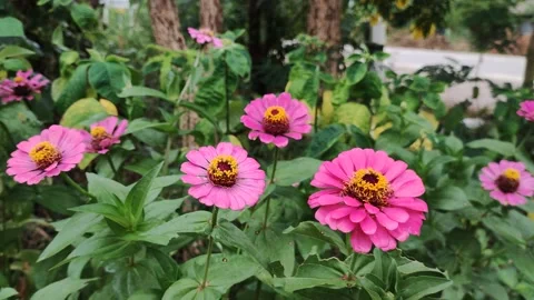 Morning flower Stock Footage 165252271