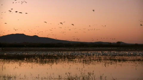 Morning Fly In Stock Footage 74763