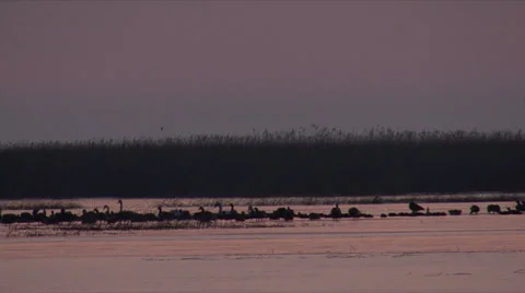 Morning Flyout of geese Stock-Footage 32541015
