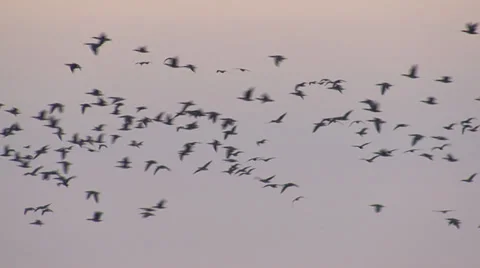 Morning Flyout of geese Vídeo Stock 32541990