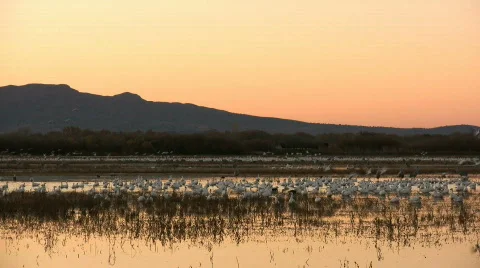 Morning Flyout of Snow Geese, Part 1 Stock Footage