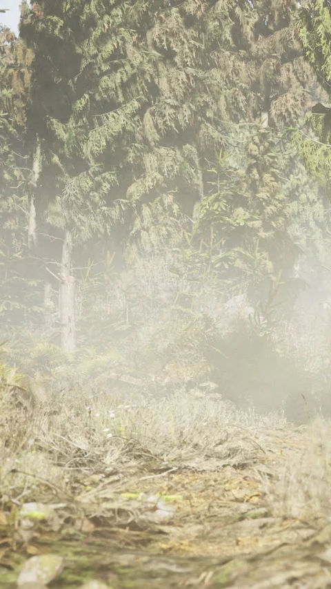 Morning fog covers a forest path with trees and plants visible Stock Footage 346677828