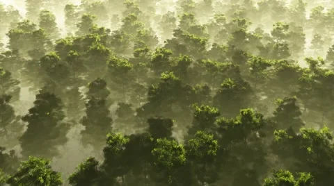 Morning fog in dense tropical rainforest. aerial Stock Footage