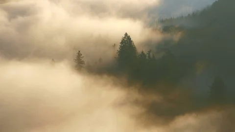Morning fog in forest, Big Loop of Saar River near Orscholz, Mettlach, Saarland, Stock Footage 87196328