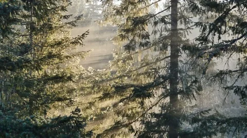 Morning fog rays through trees back lit by sun Stock Footage