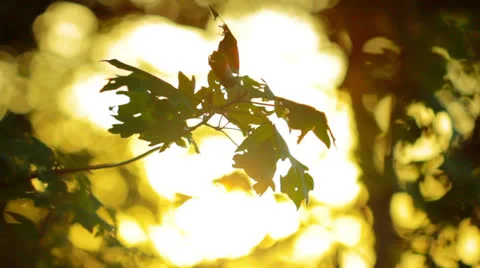 Morning Stock Footage 23461052