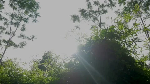 Morning forest 2 Stock Footage 168181783
