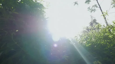 Morning forest 4 Stock Footage 168181807