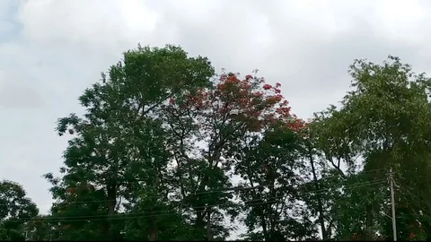 Morning Forest &amp; Cloud Stock Footage 127110022