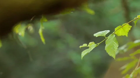 Morning in the forest. Видео 761705