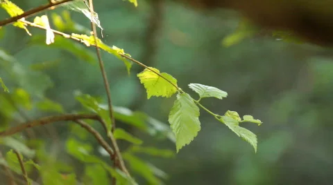 Morning in the forest. 스톡 동영상 768023