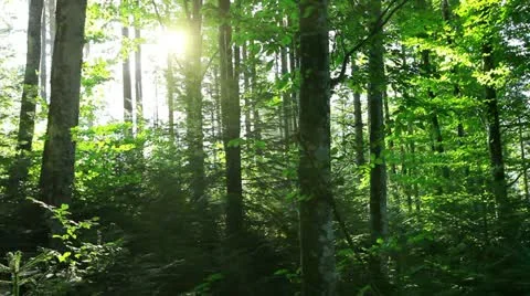 Morning in the forest Stock Footage 11883386