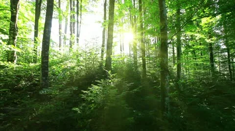 Morning in the forest Stock-Footage 11891301