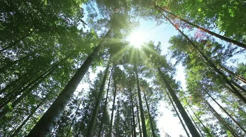 Morning in the forest Stock Footage 11960380