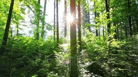 Morning in the forest Stock Footage 12120742