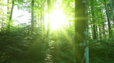Morning in the forest Stock Footage 12121128