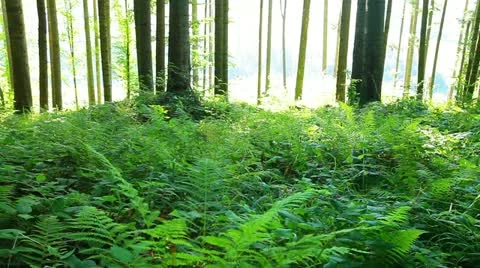 Morning in the forest Stock Footage 12128516